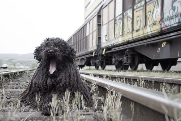 Viaggiare In Treno Con Il Cane