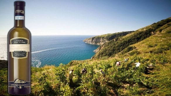 Ischia Vigna Del Lume Cantina Mazzella