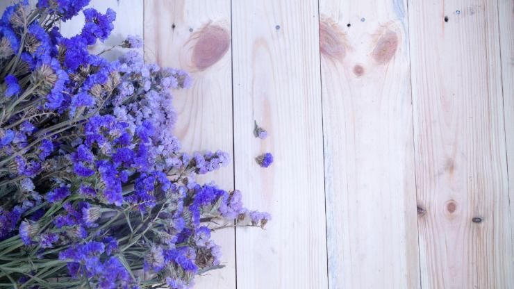 Fiori di lavanda