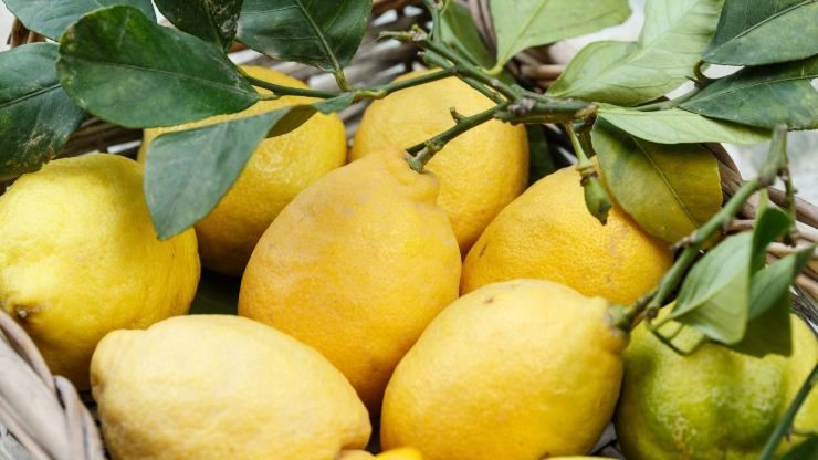 Limoni biologici Torta