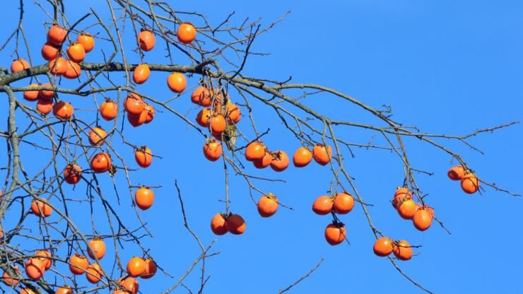 Albero di cachi autunno