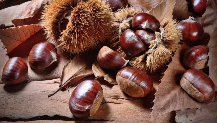 castagne in guscio 