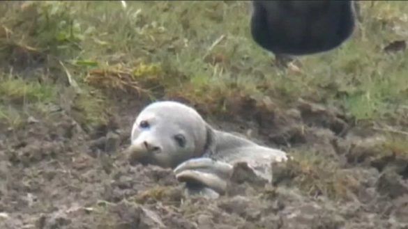 erano convinti si trattasse di un cucciolo