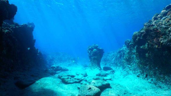 strana creatura sul fondo oceano