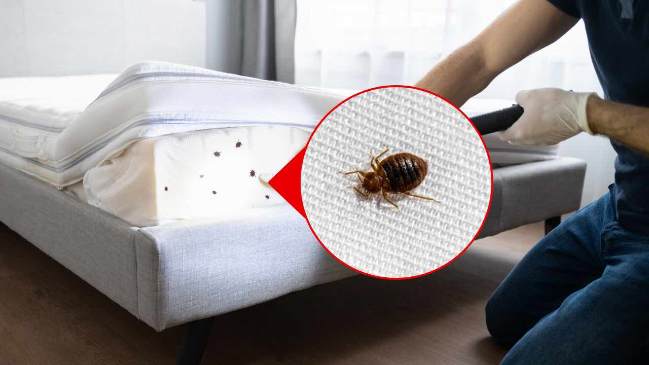 Cosa nasconde il tuo materasso: elimina acari, cimici, funghi e batteri