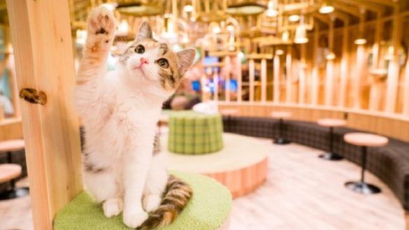 I Neko Cafè in Giappone