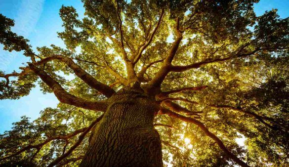 albero forma di uomo