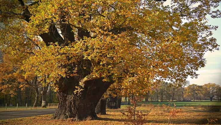 Albero secolare