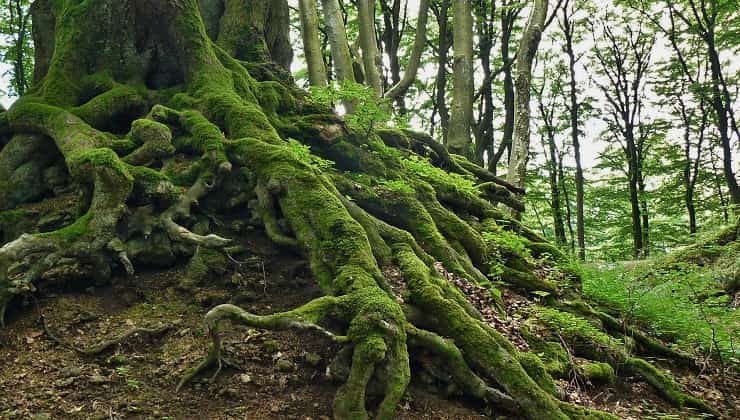 Sotto le radici di un albero