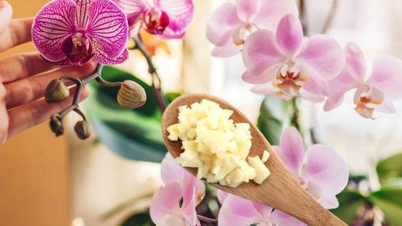 Ingrediente naturale per le orchidee