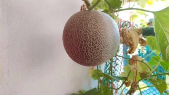 melone in balcone