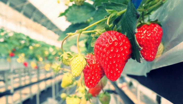Cultivation of strawberries