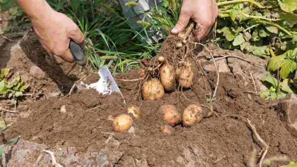 patate sul terreno