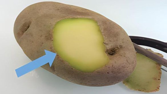 patate diventano verdi