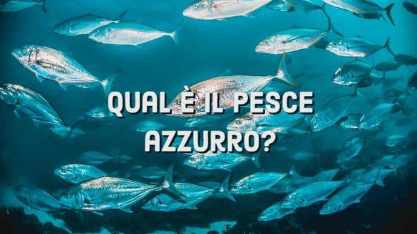 Pesce azzurro