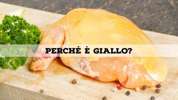 Pollo giallo