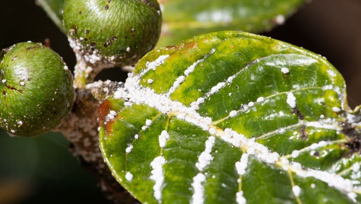 Cocciniglia su alberi di fichi