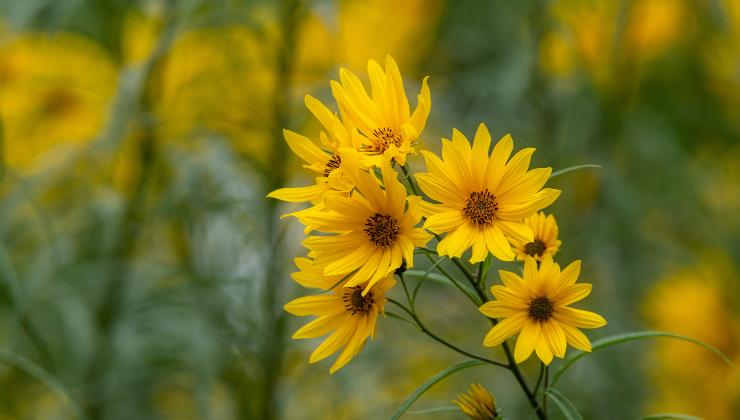 Fiori di Helianthus tuberosus