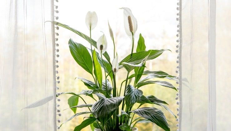 Pianta di Spathiphyllum alla finestra