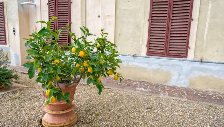 Raccolto rigoglioso da albero di limoni