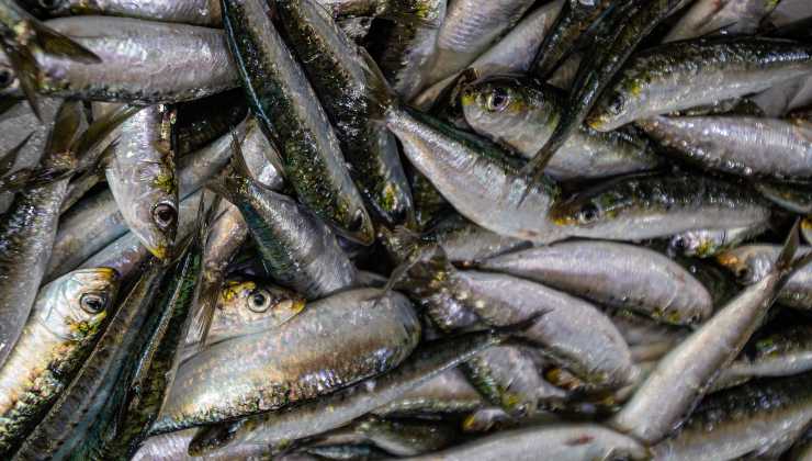 Sardine