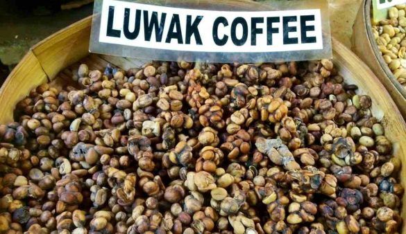 Caffè Kopi Luwak