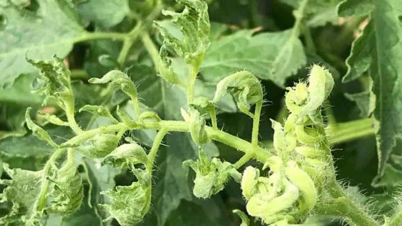 Foglie di pomodoro attorcigliate