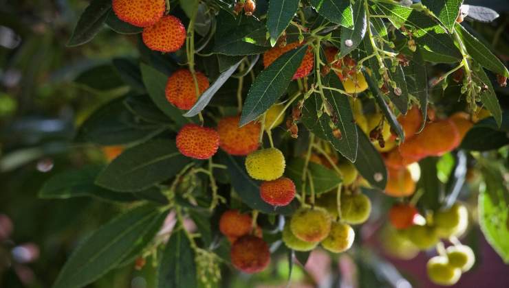 Arbutus unedo