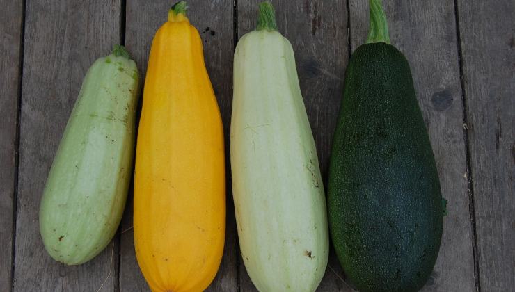 Tipi di zucchine