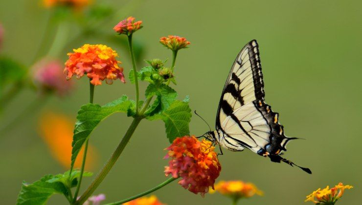 Gli insetti aiutano l'impollinazione