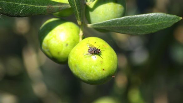 Mosca dell'olivo