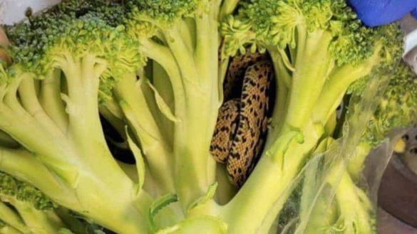 Scoperta nei broccoli