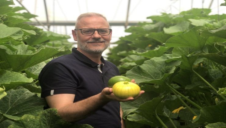 Zucchioli gialli e verdi 