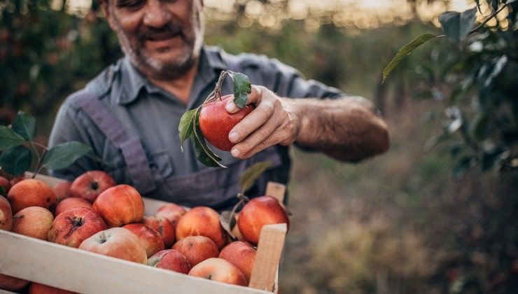 Agricoltore raccoglie mele nel frutteto