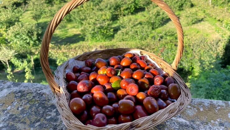 Amatissimi frutti, cestino giuggiole