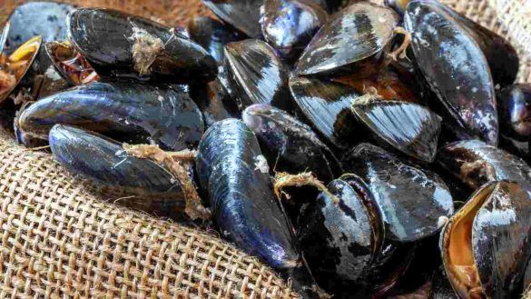 cozze sul tavolo