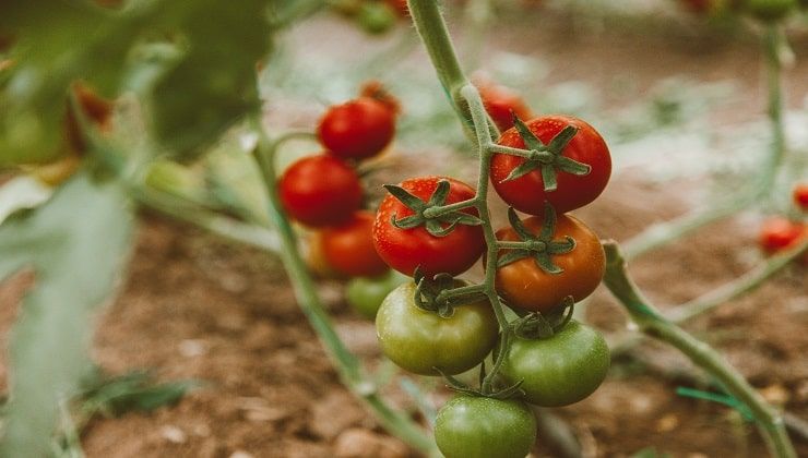 Pomodori nell'orto