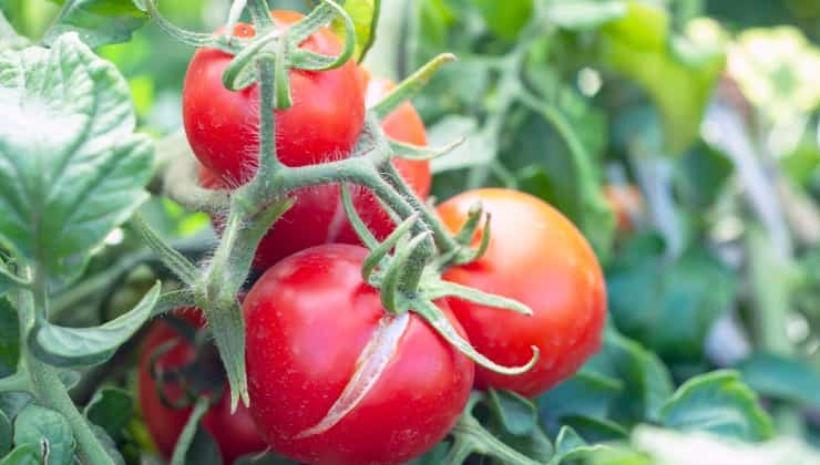 Buccia dei pomodori con spaccature a causa del clima