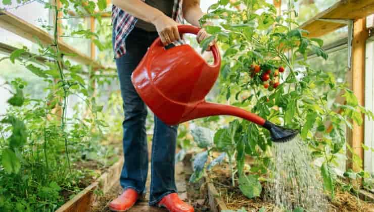 Corretta irrigazione delle piante