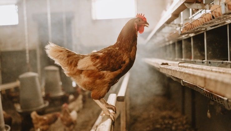 Gallina appollaiata su struttura in legno