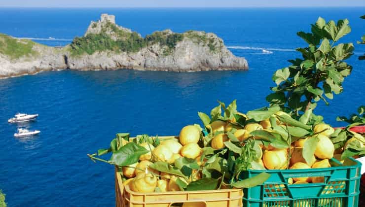 Limoni di Amalfi