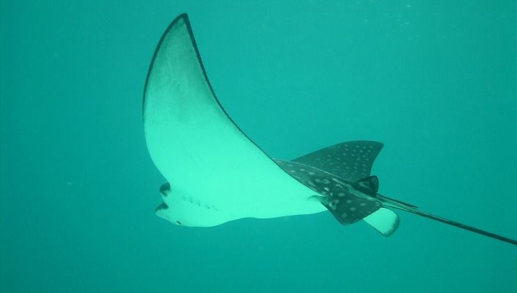 Pastinaca gigante in mare