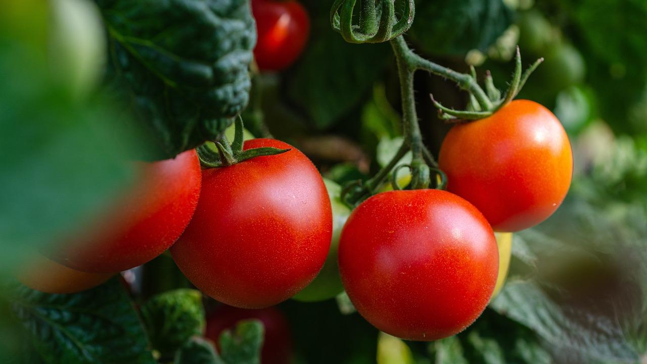 Addio umidità dentro casa: basta tenere questa profumatissima pianta in  salotto