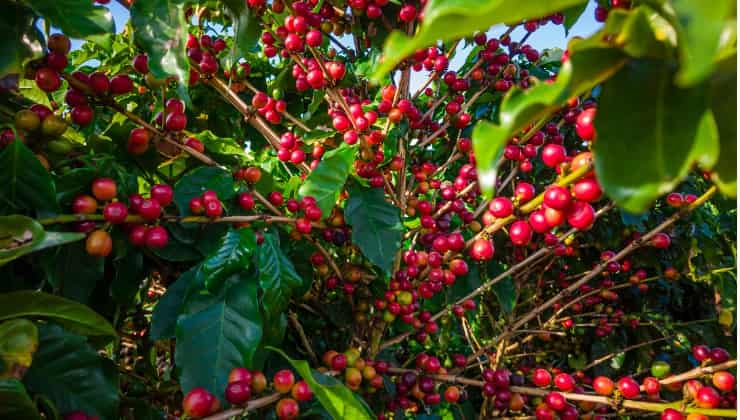 Bacche rosse di caffè