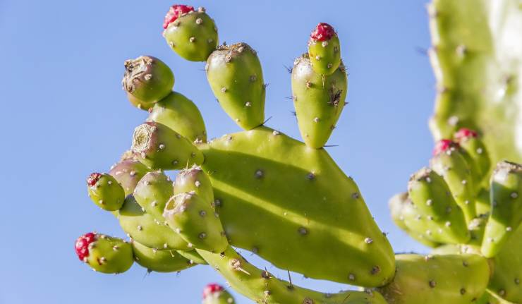 Opuntia ficus-indica