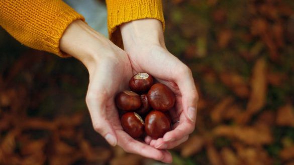 Raccolta delle castagne