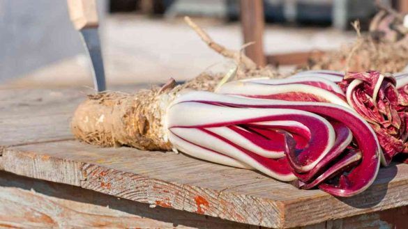 Radicchio