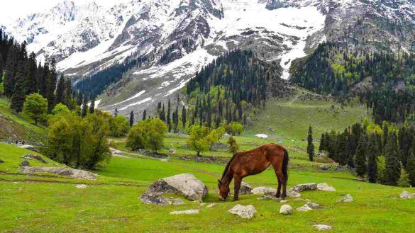 Kashmir