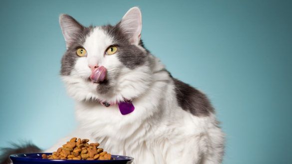 Cibo per gatti fatto in casa