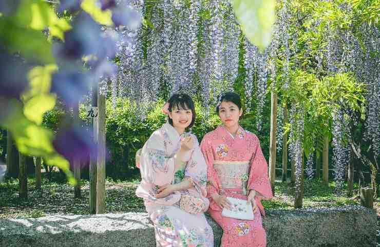Giapponesi e fioritura di glicini